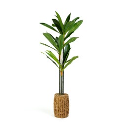 Umelá rastlina dekorácia - Dracaena Fragrans - 1,1-1,2 m