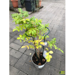 Podpera rastlín 45cm