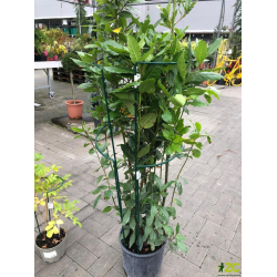 Podpera rastlín 100cm